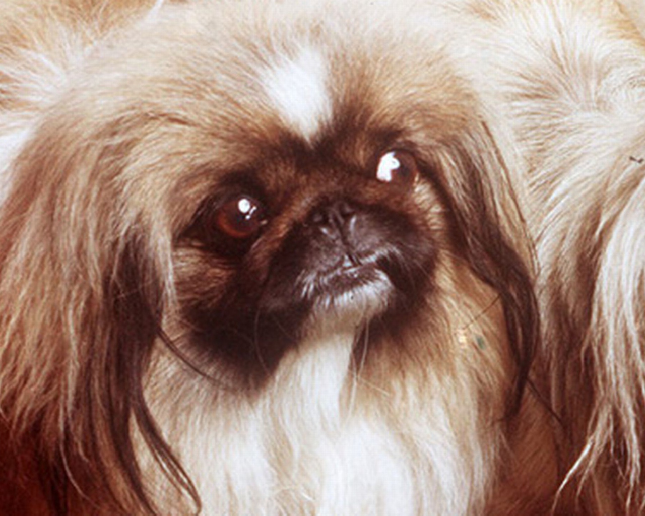 Заинтересованный взгляд пекинеса