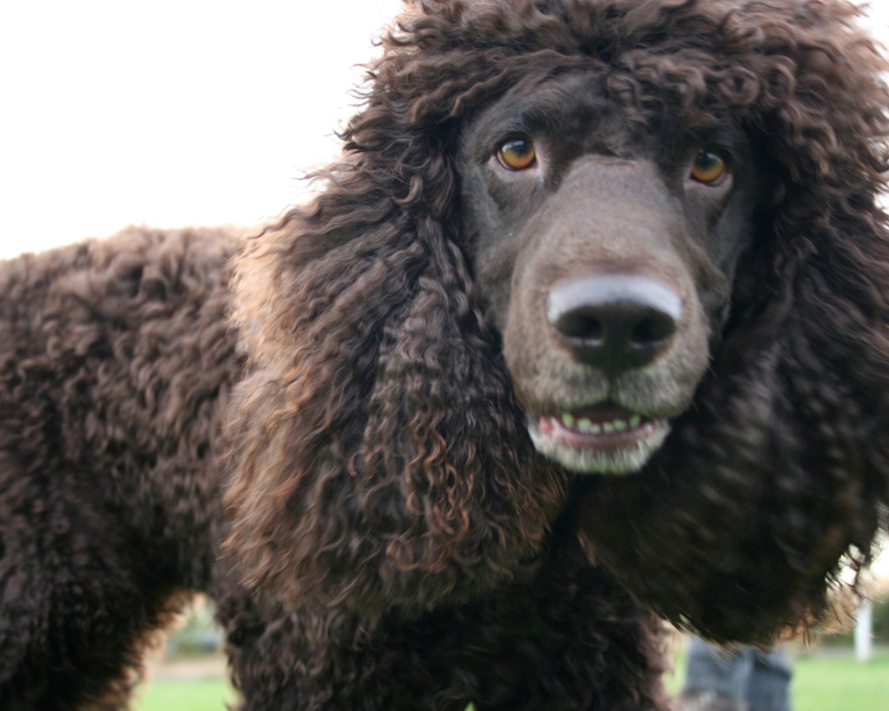 Порода ирландский водяной спаниель