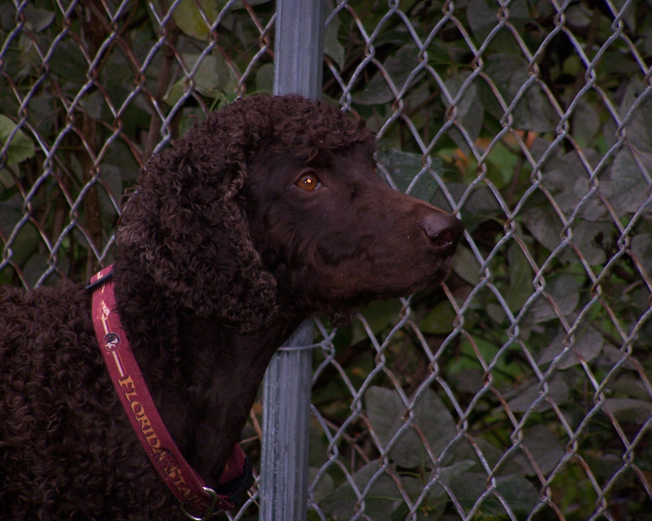 Ирландский водяной спаниель у забора