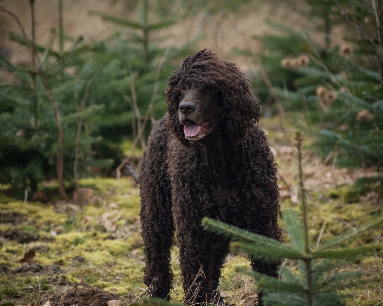 Ирландский водяной спаниель в лесу