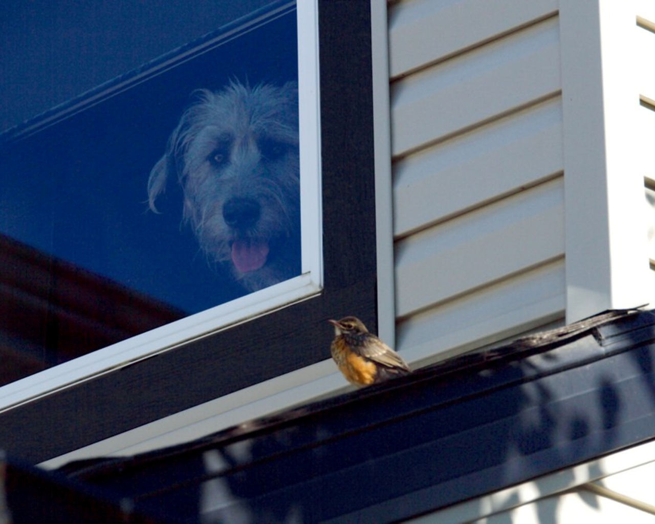 Ирландский волкодав смотрит из окна