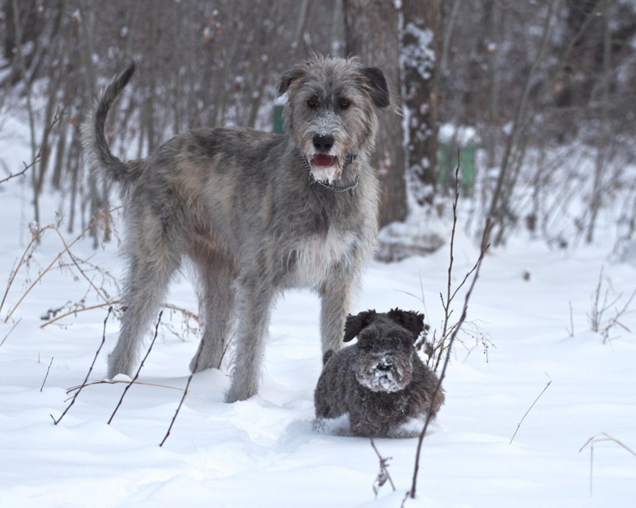 Ирландский волкодав с маленьким другом