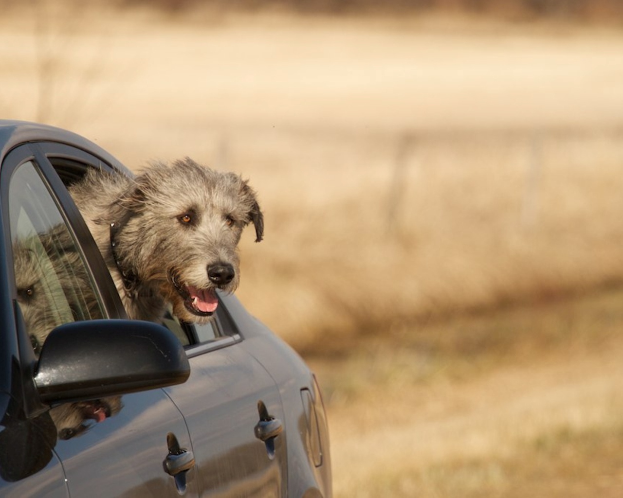 Пес ирландский волкодав смотрит в окно