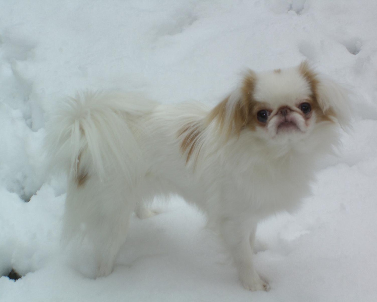 Японский хин на снегу