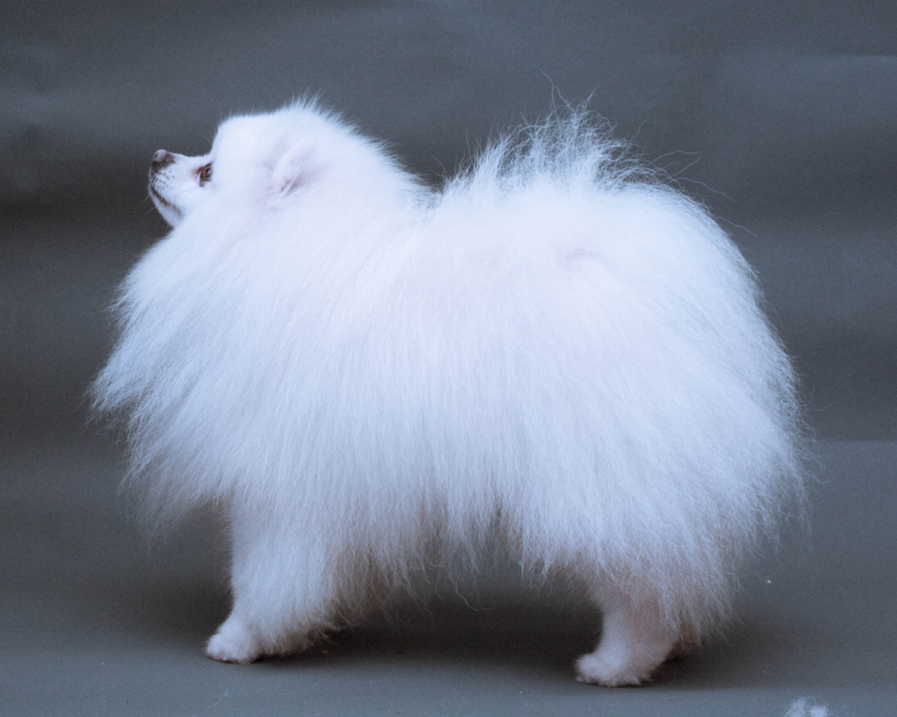 Японский шпиц позирует