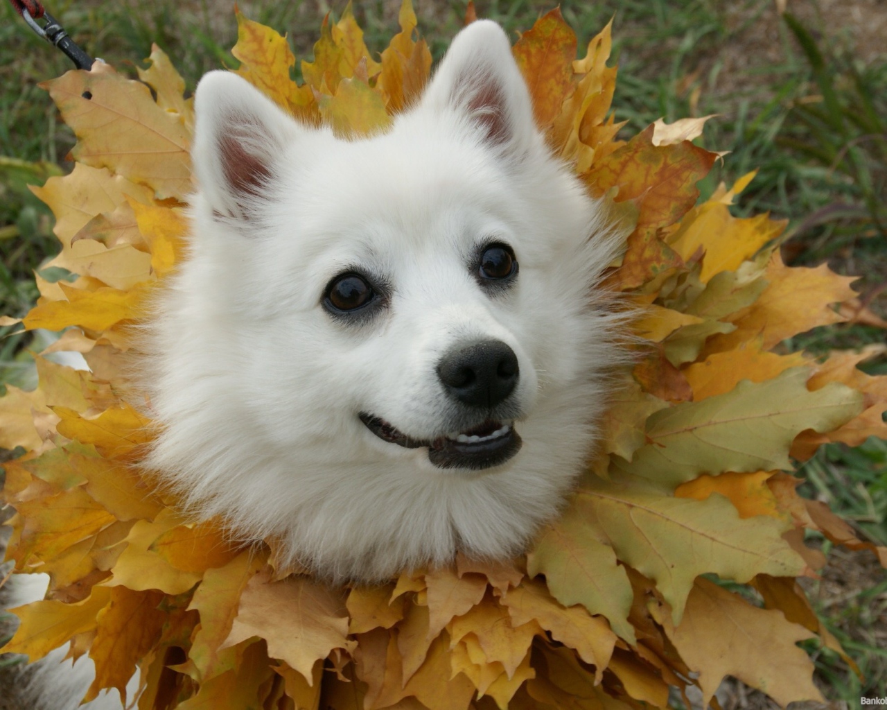 Японский шпиц в осеннем наряде