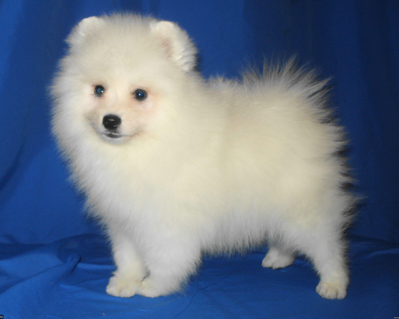 Щенок японского шпица