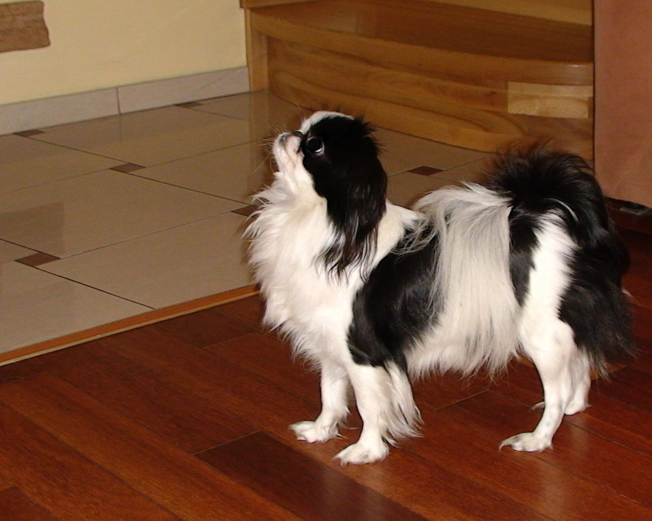 Японский хин на полу