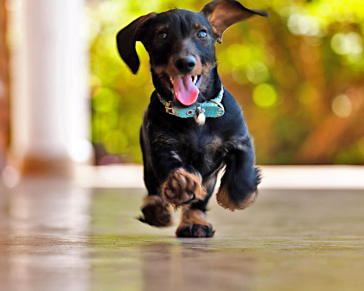 Радостная такса бежит