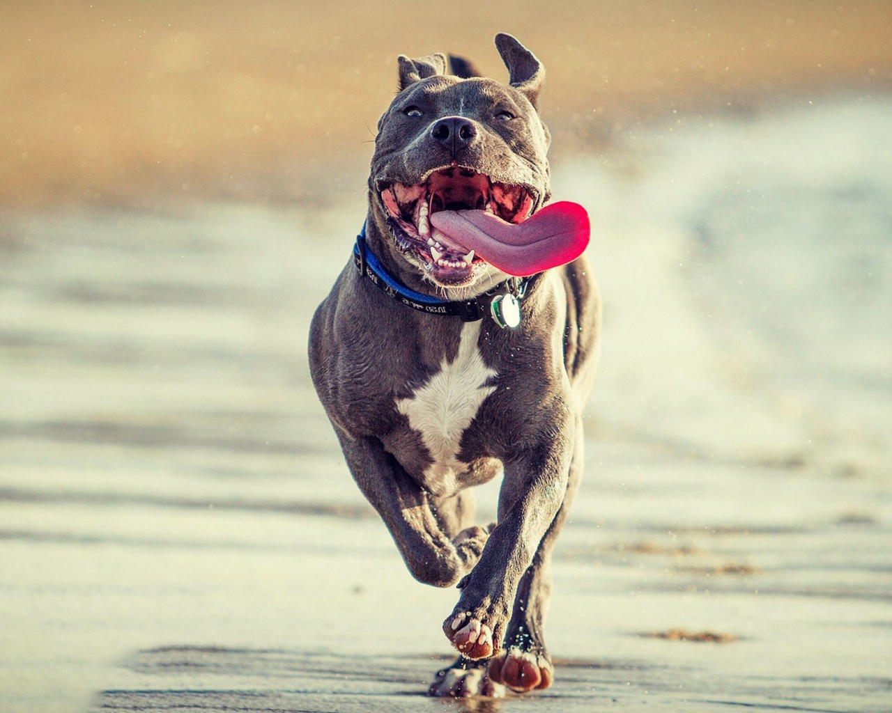Радостный питбуль бежит