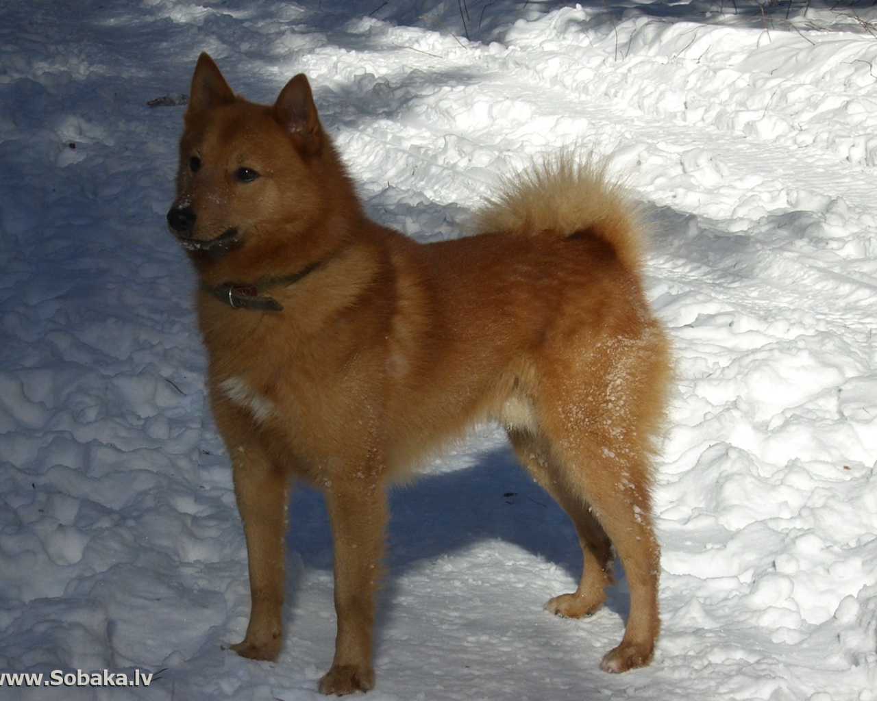 Карело-финская лайка на снегу
