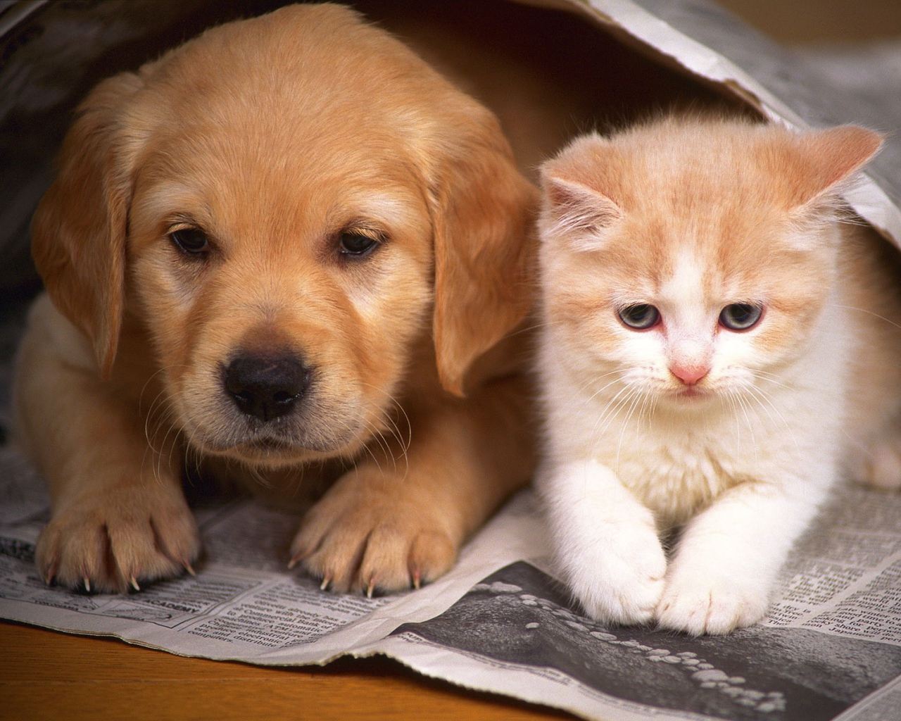 Котенок и щенок друзья