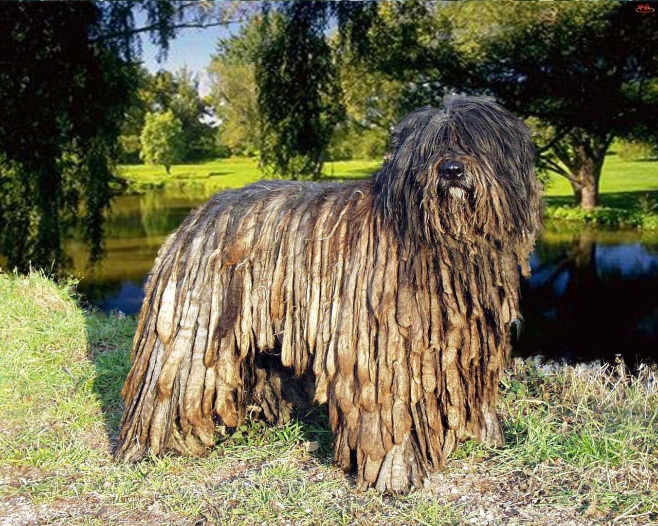 Собака комондор в парке