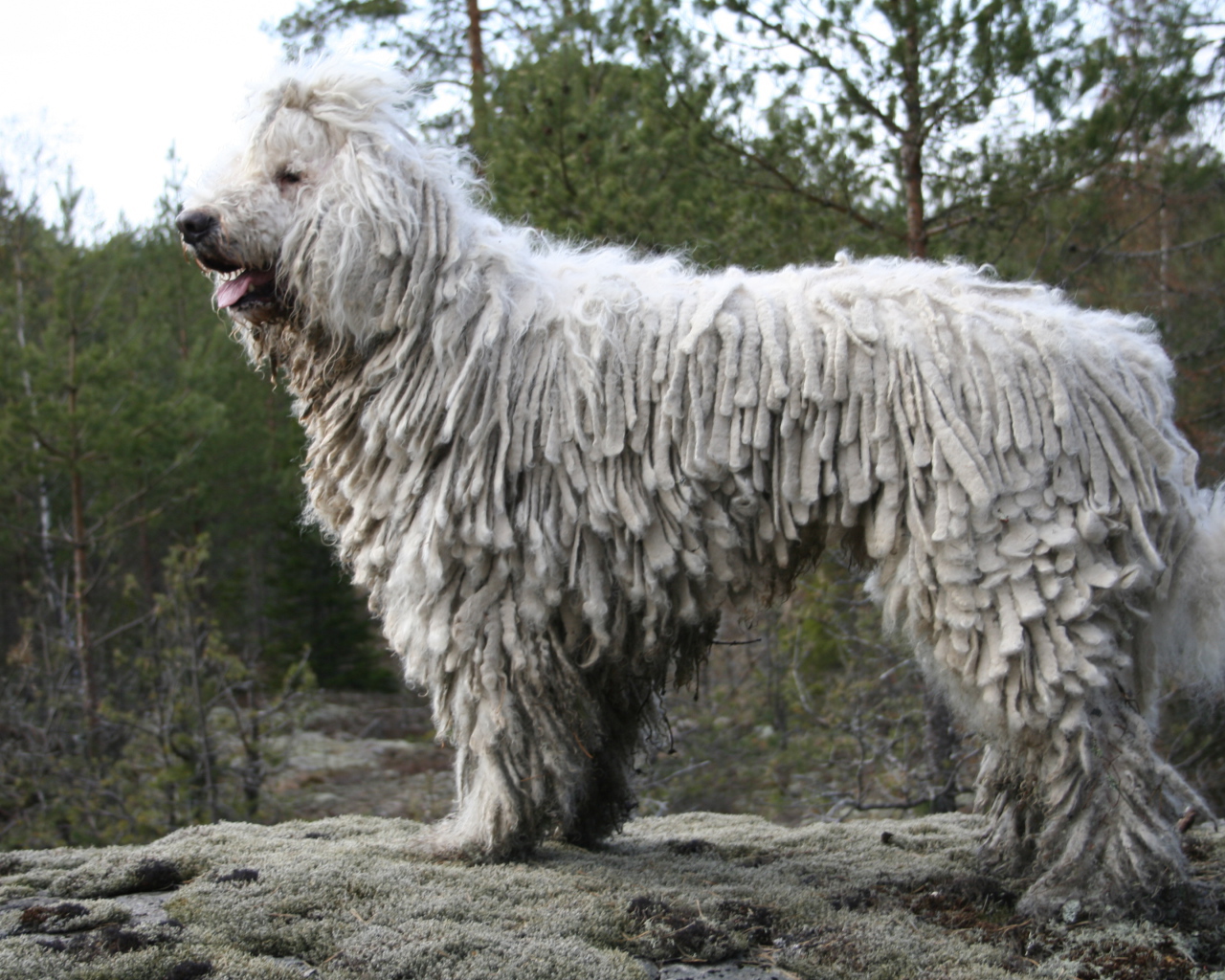 Собака комондор в лесу