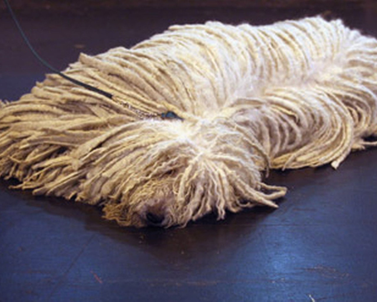 Собака комондор лежит на полу