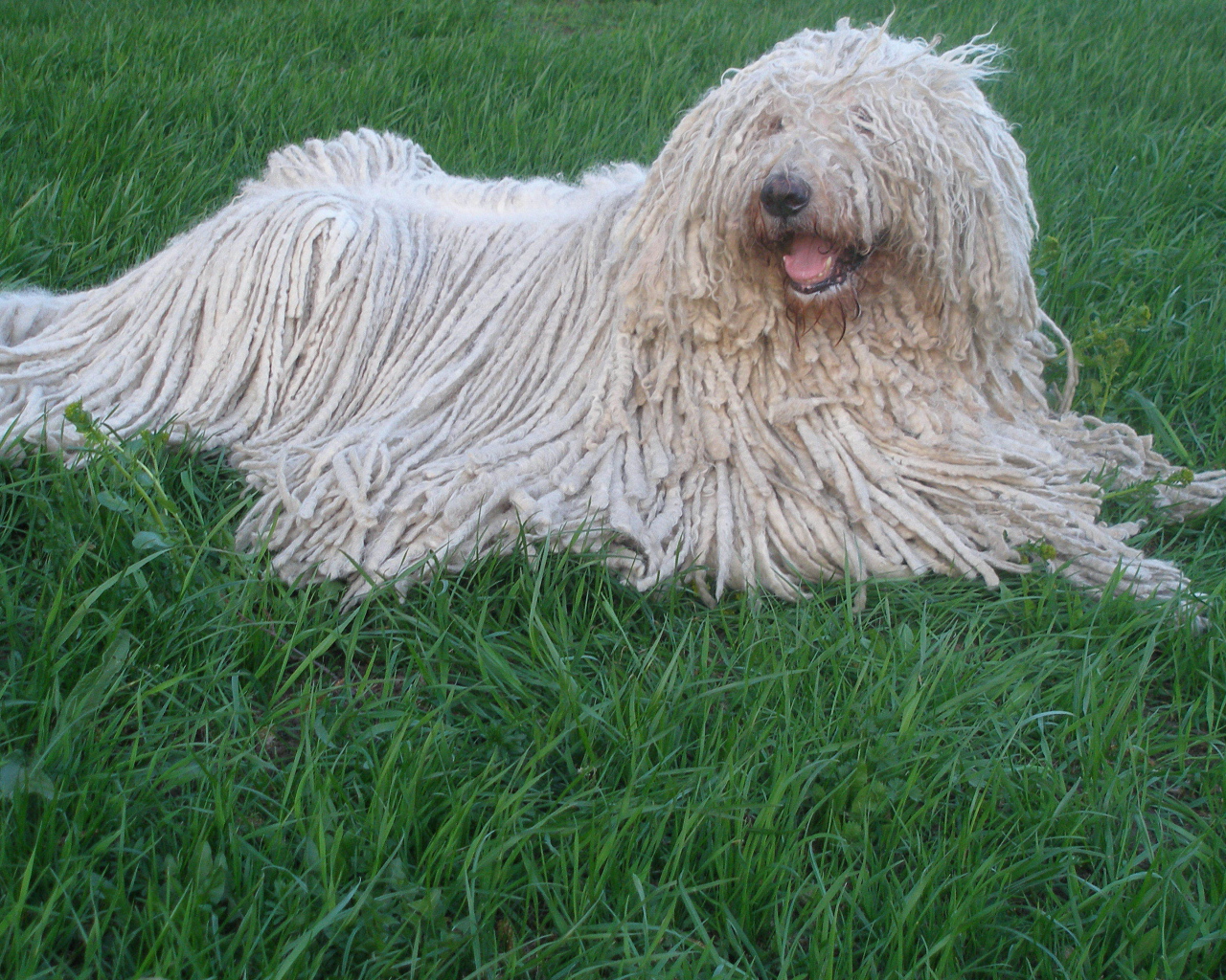 Собака с дредами комондор