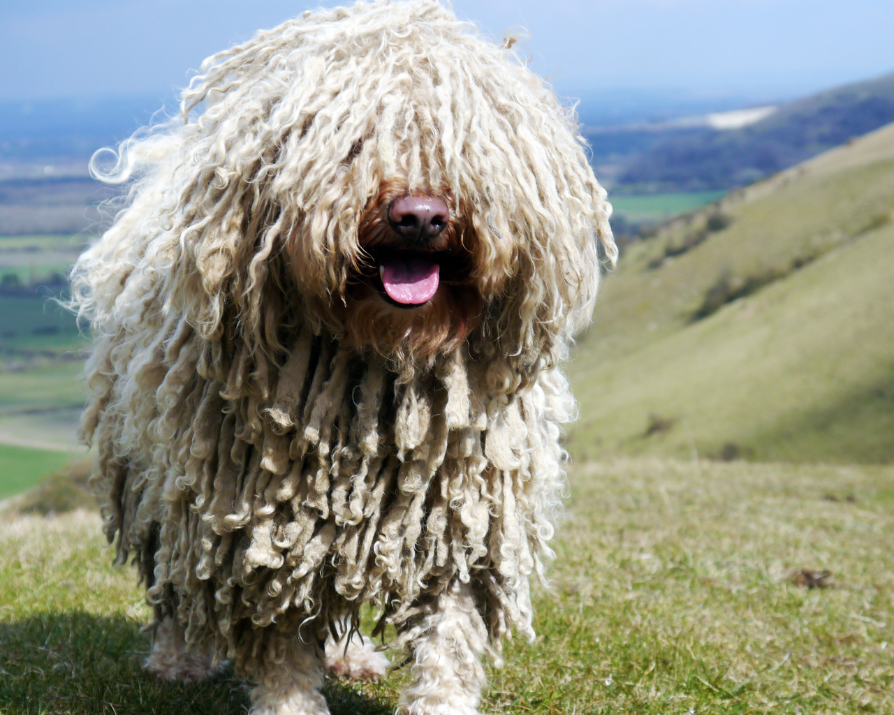 Комондор в горах