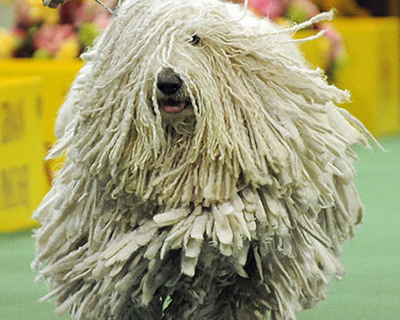 Комондор бежит навстречу