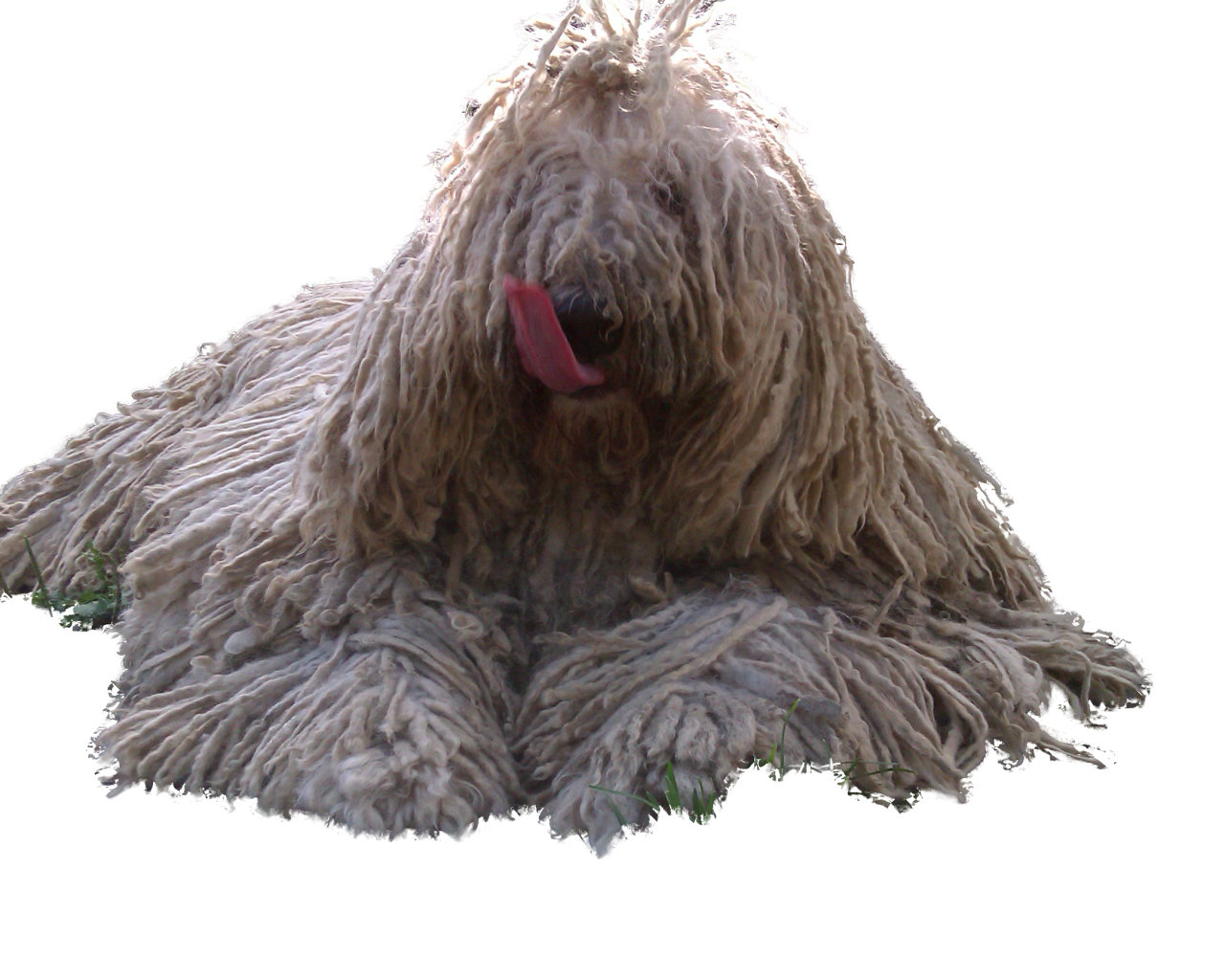 Комондор показывает язык