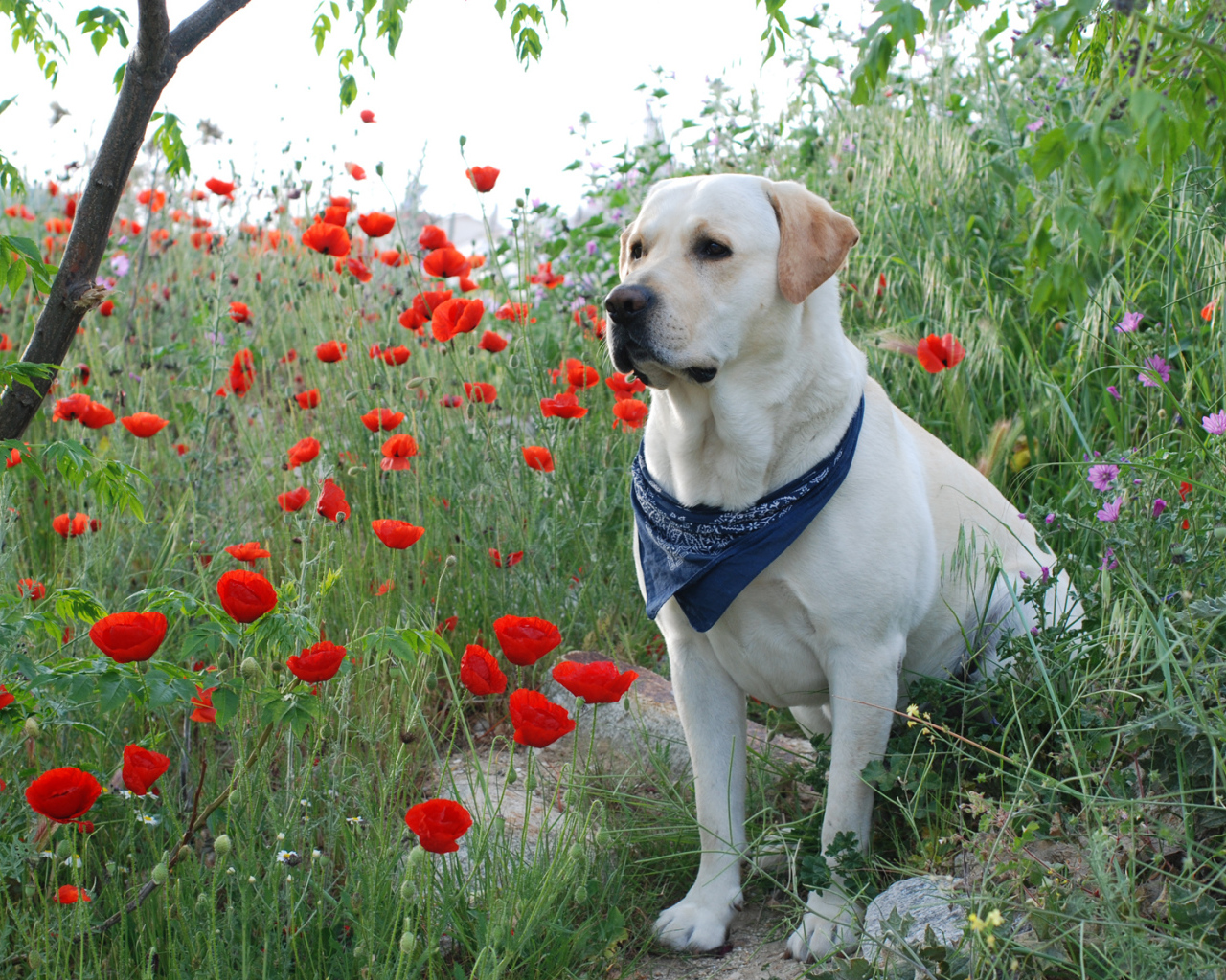 Лабрадор среди цветов