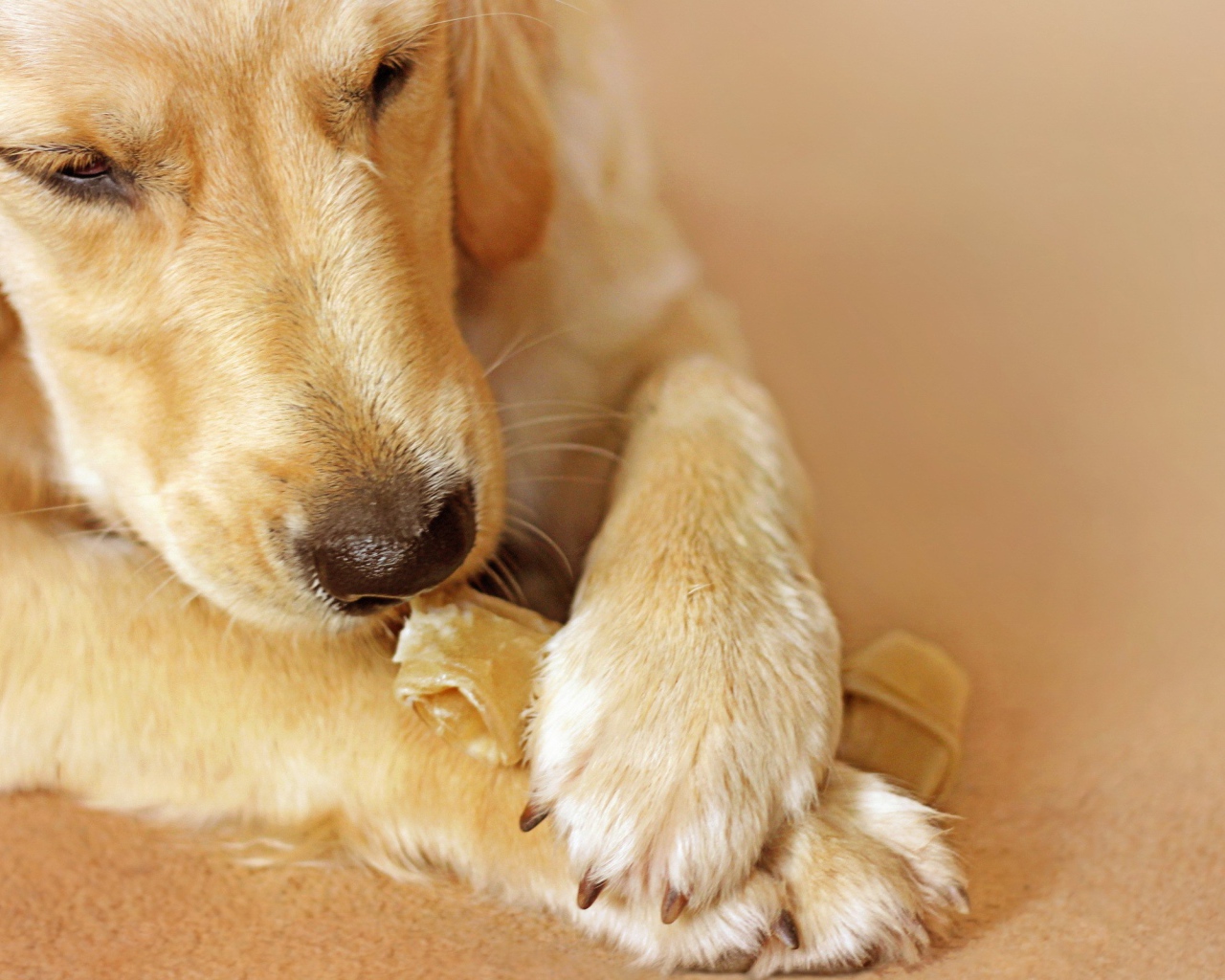 Лабрадор ест