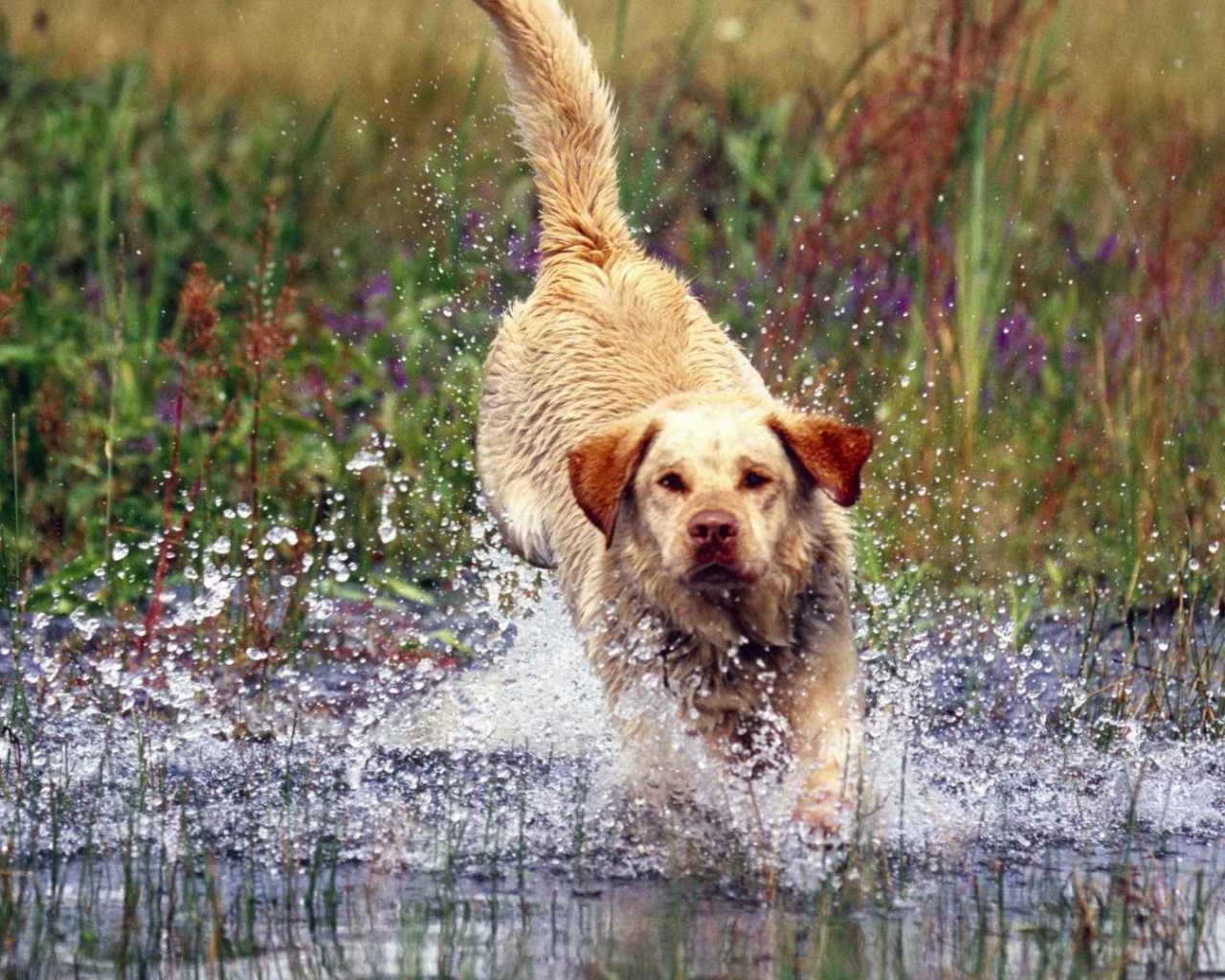 Лабрадор бросается в воду