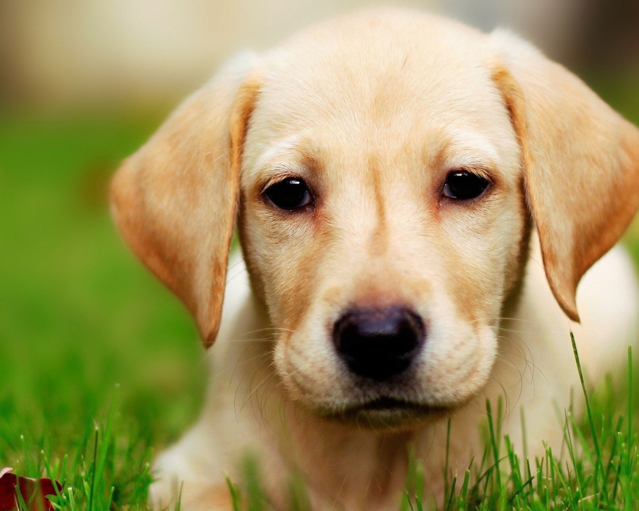 Щенок собаки лабрадор