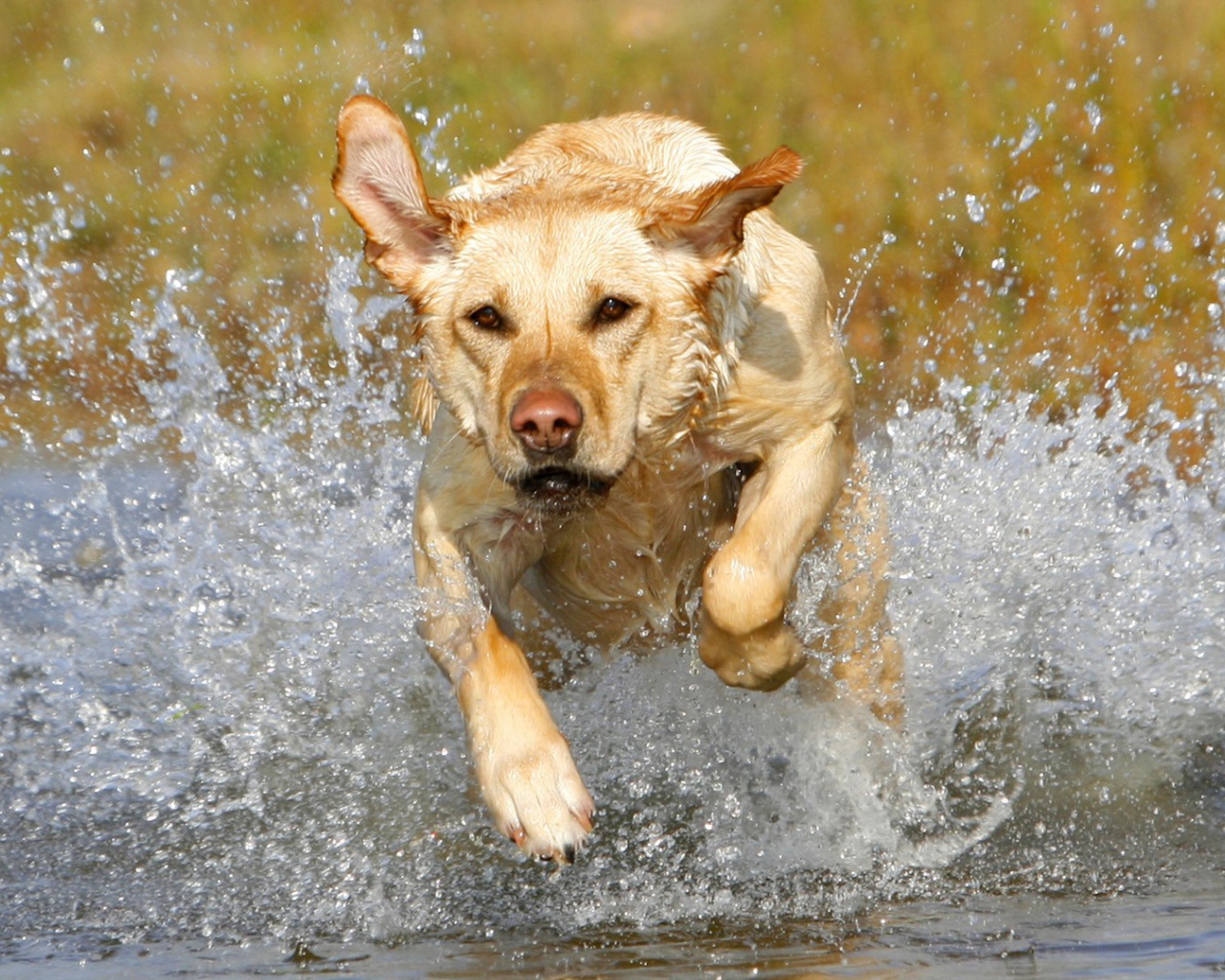 Лабрадор бежит по воде