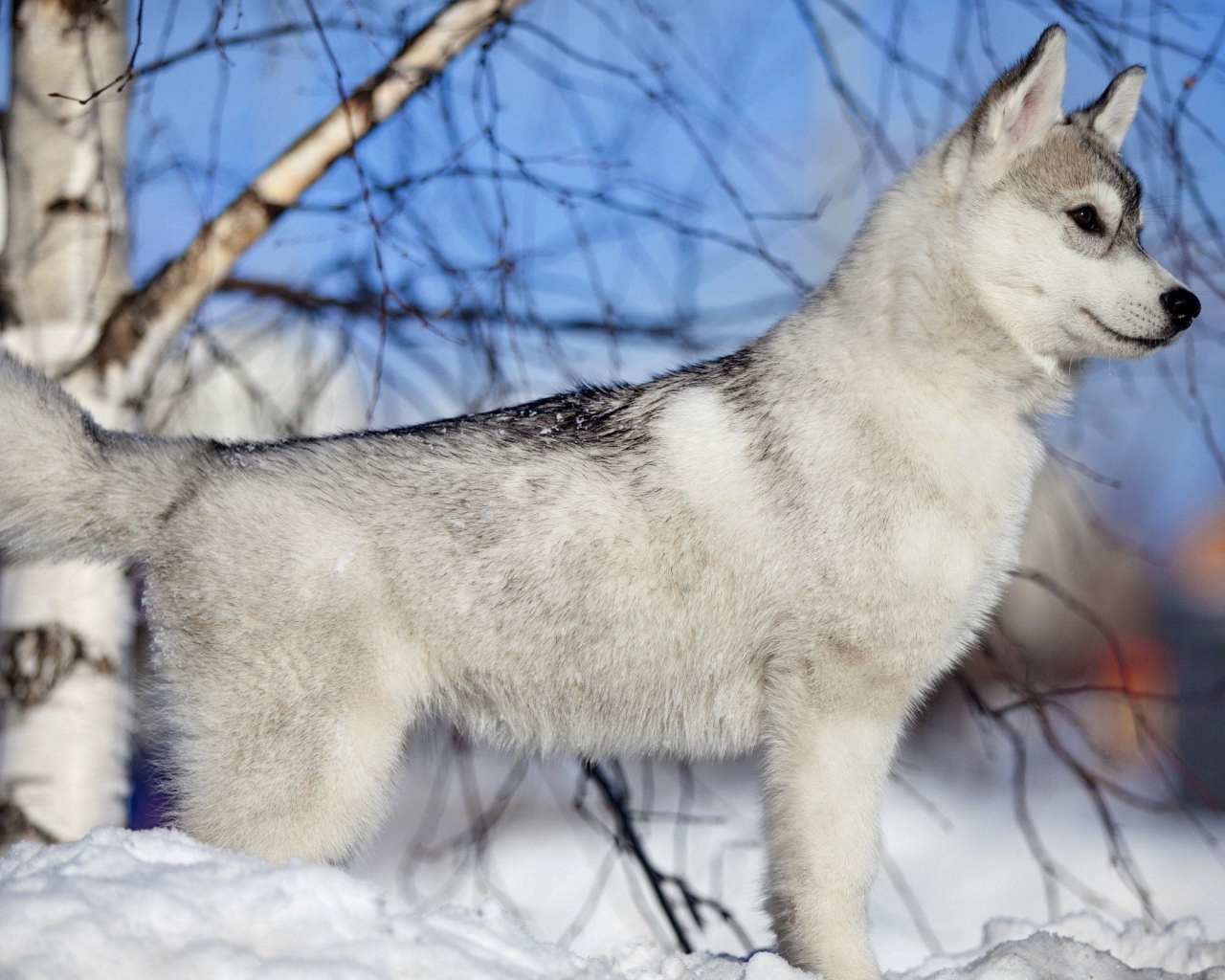 Лайка у березы