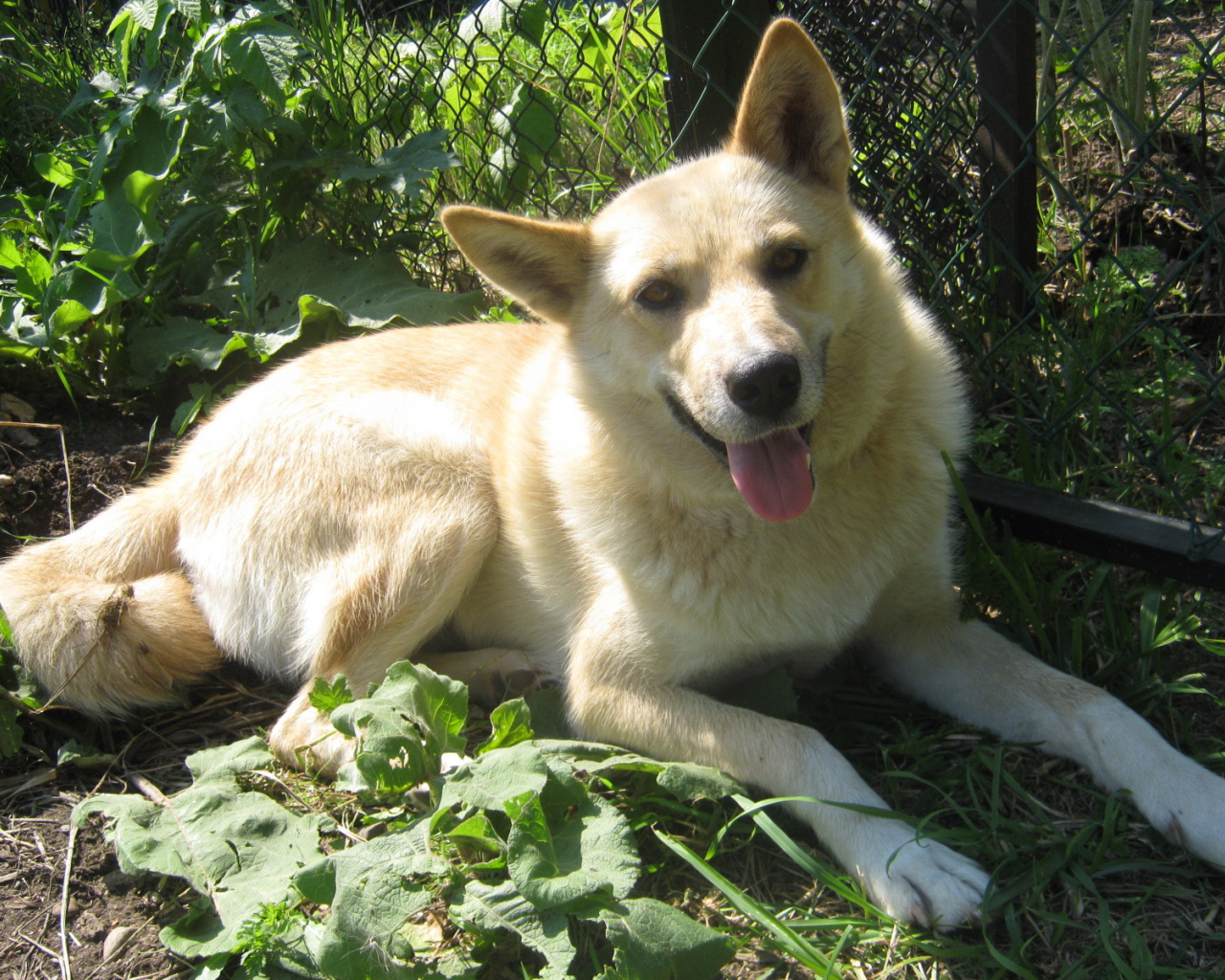 Лайка лежит у забора