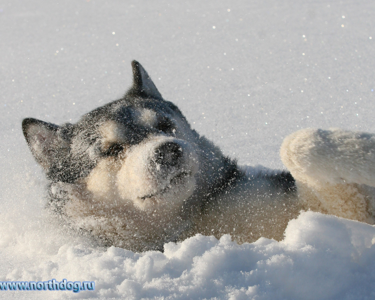 Лайка лежит в снегу