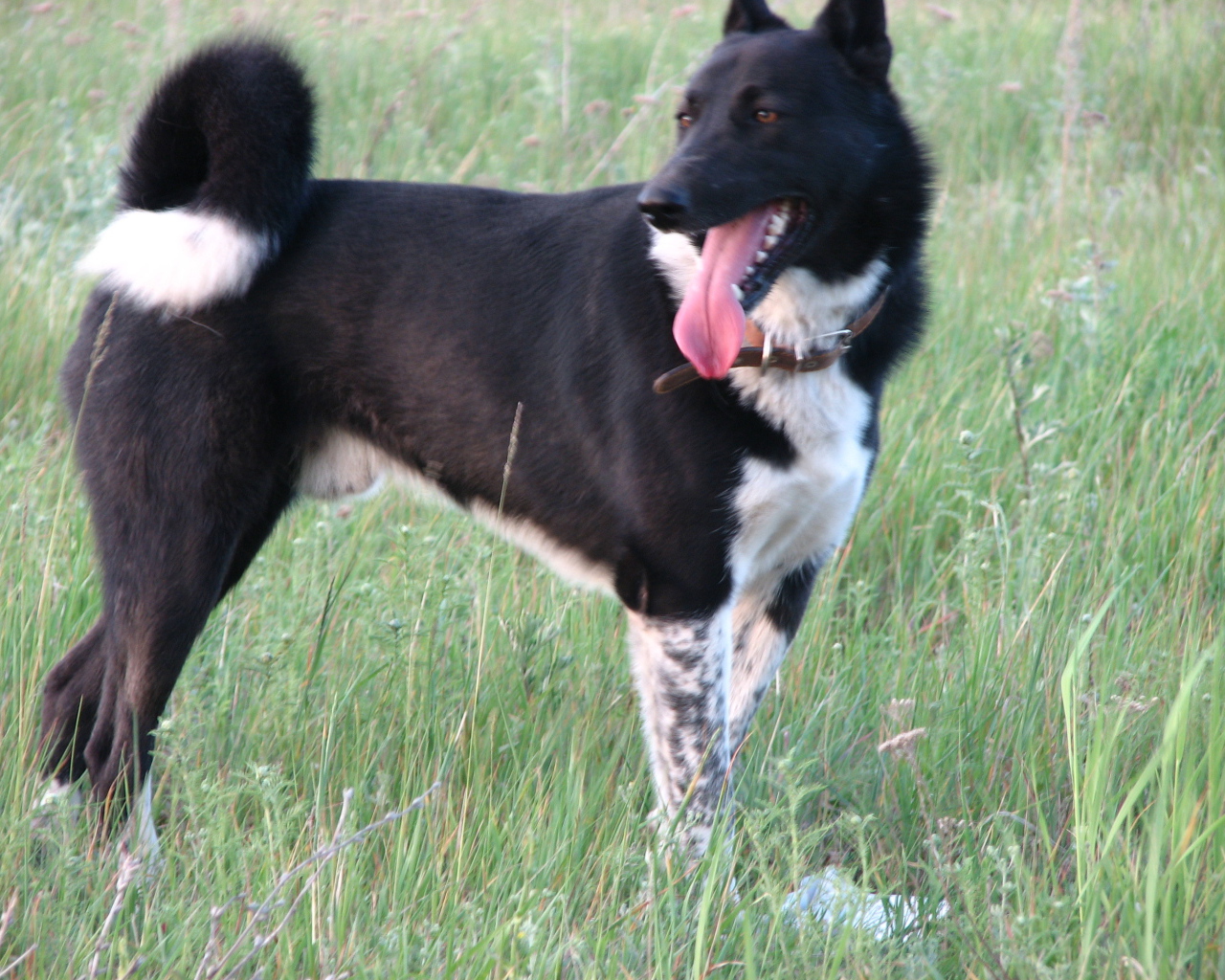 Лайка на летнем лугу