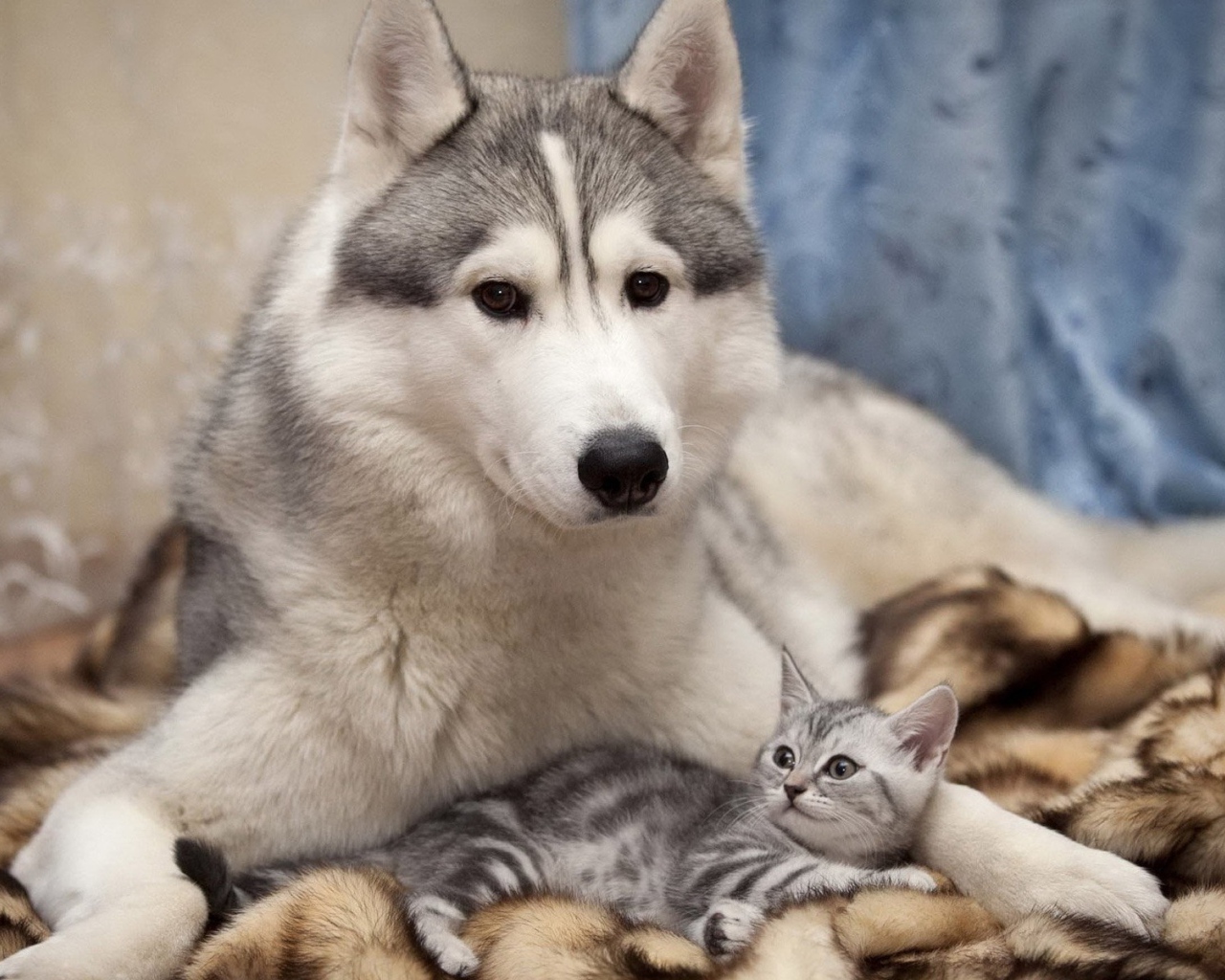 Лайка с котенком