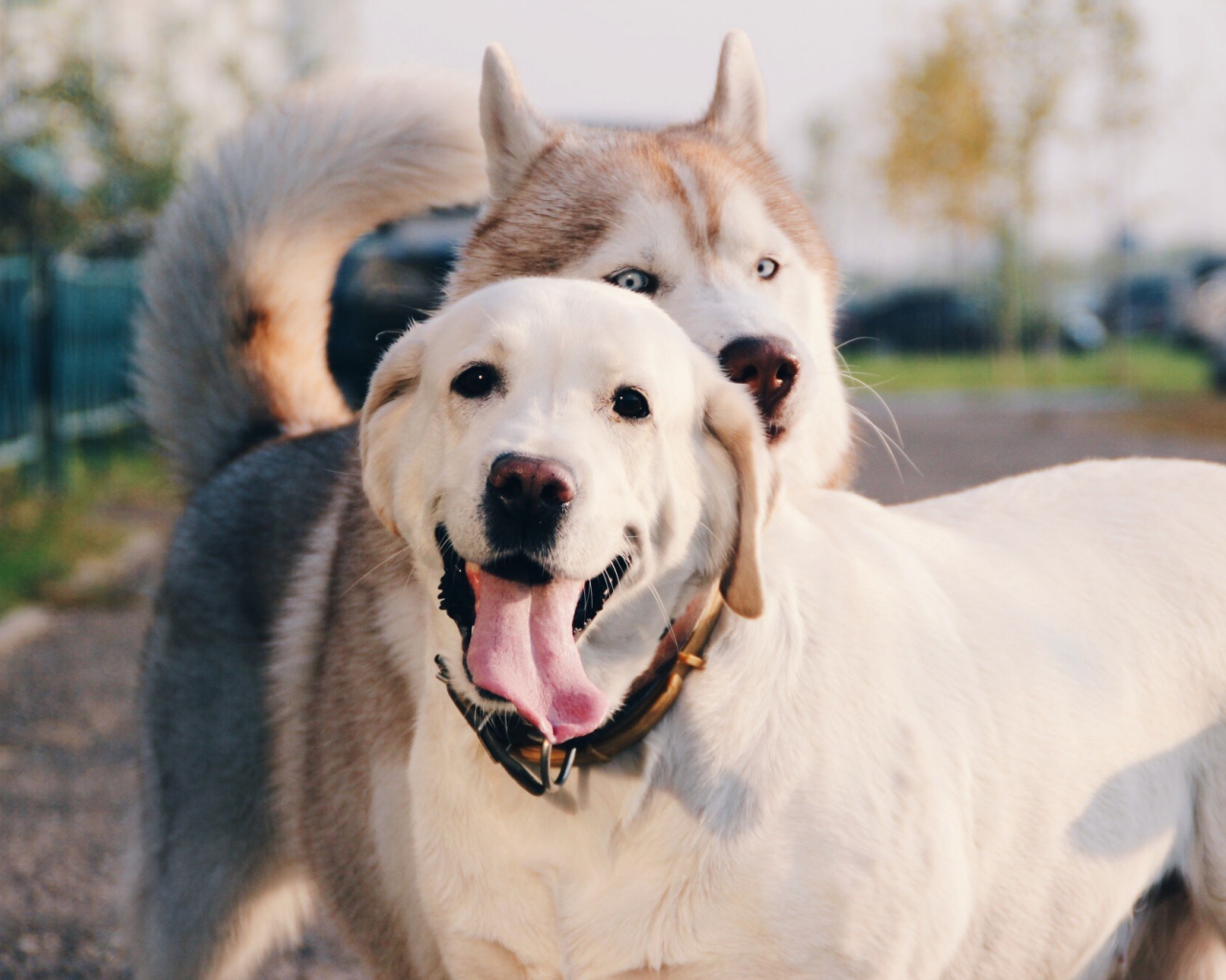 Лайка с ретривером на улице