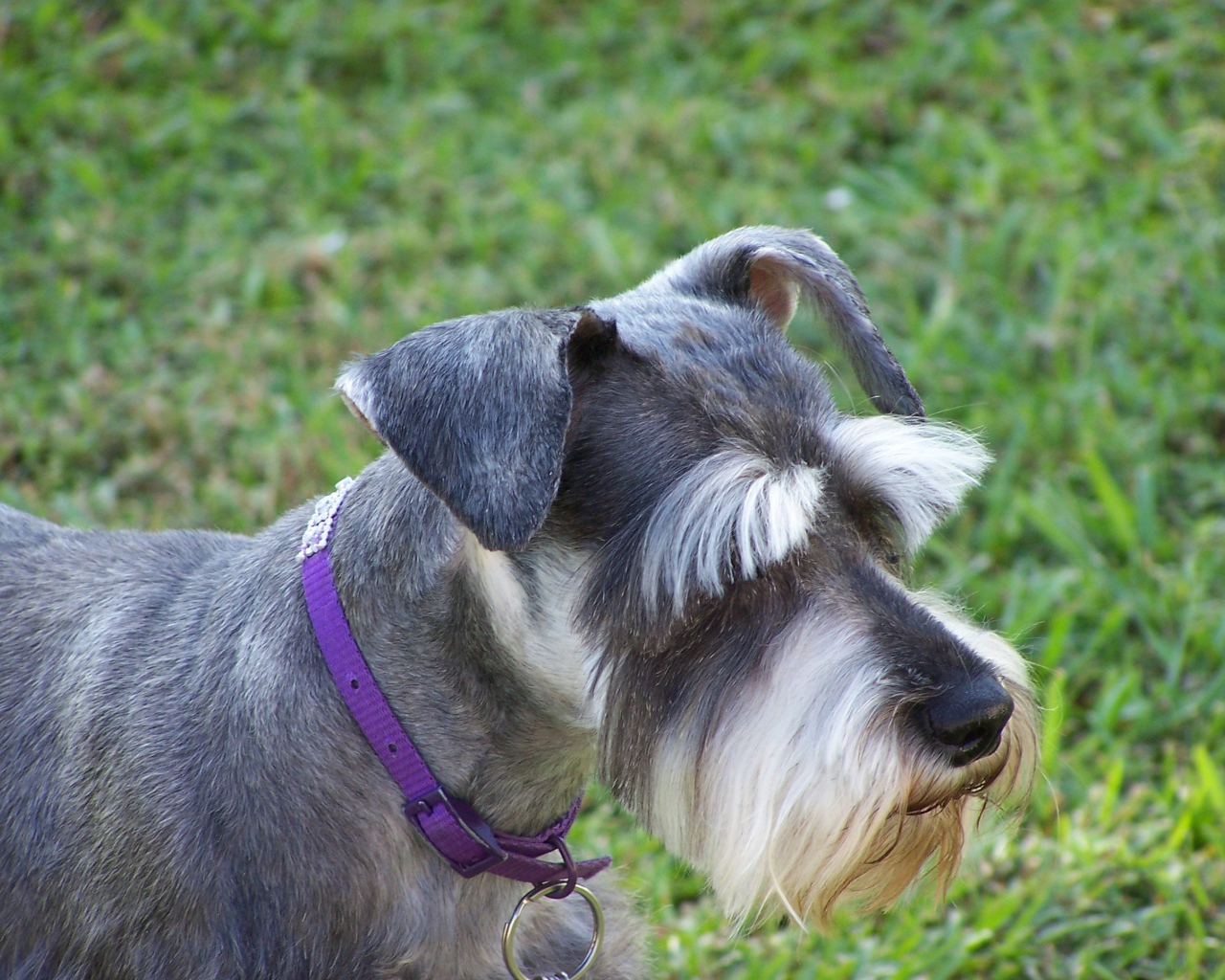 Ухоженный шнауцер на прогулке
