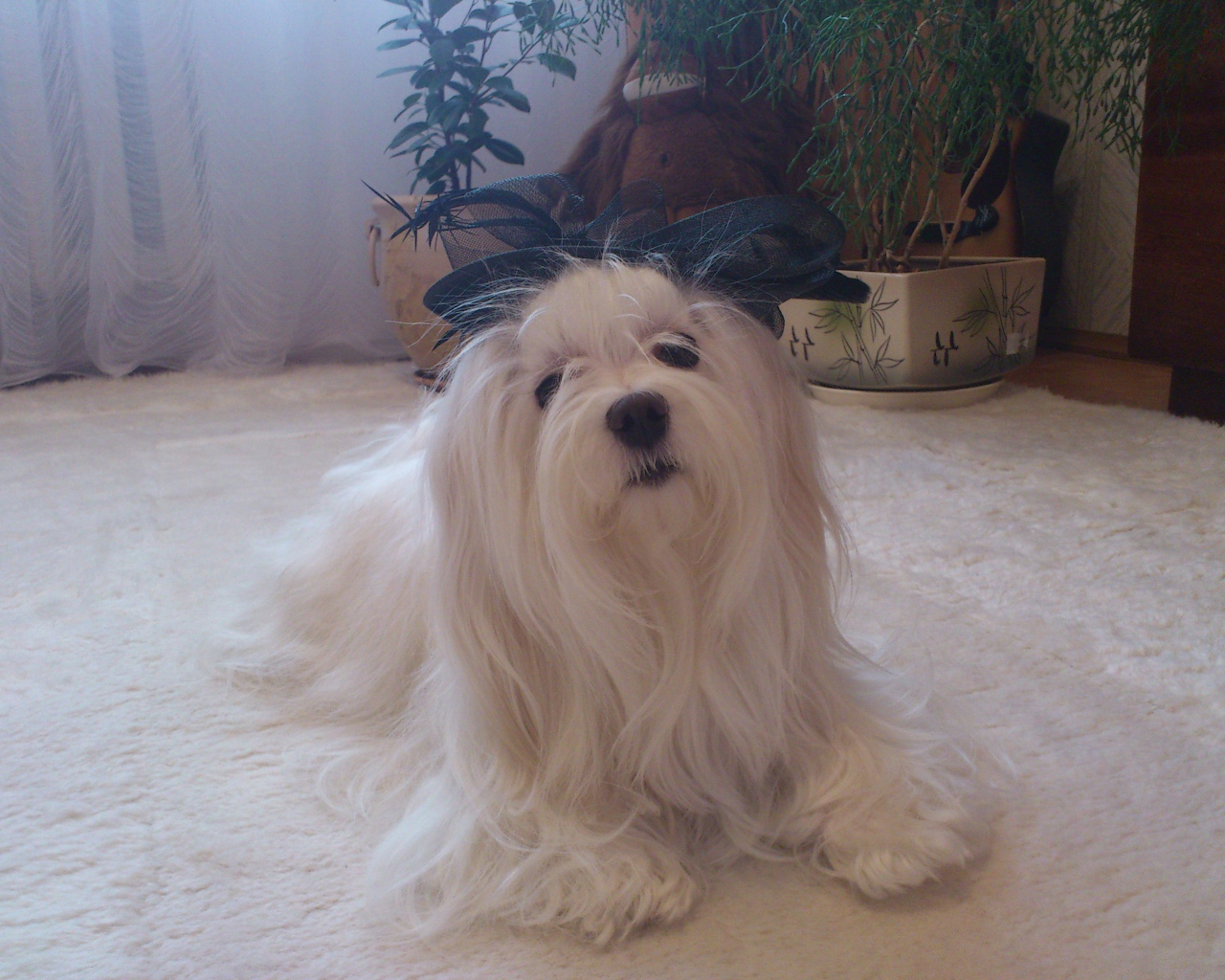 Болонка в квартире