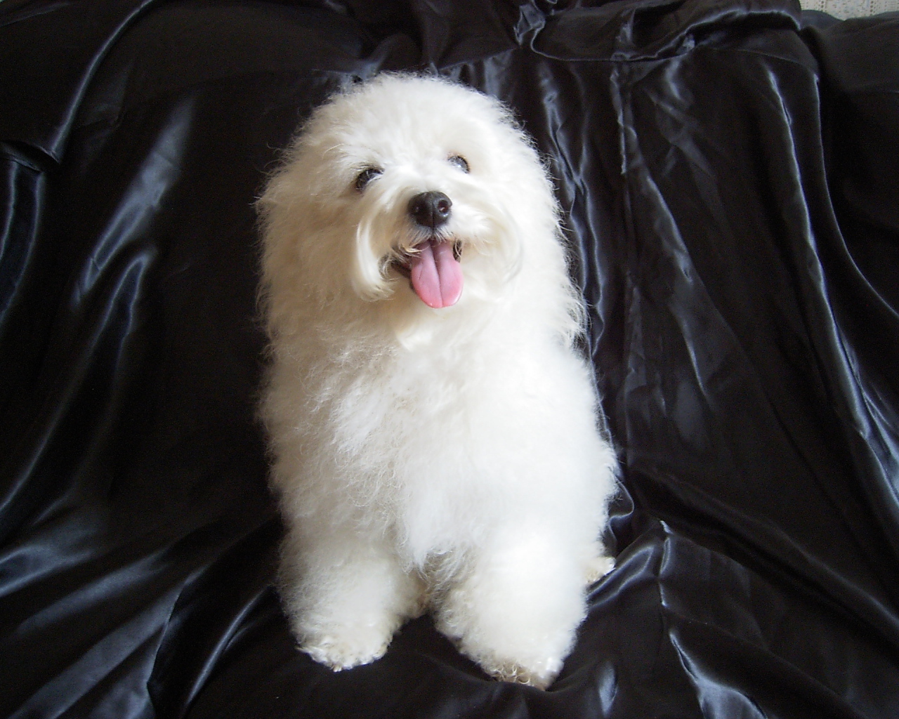 Болонка на чёрном фоне