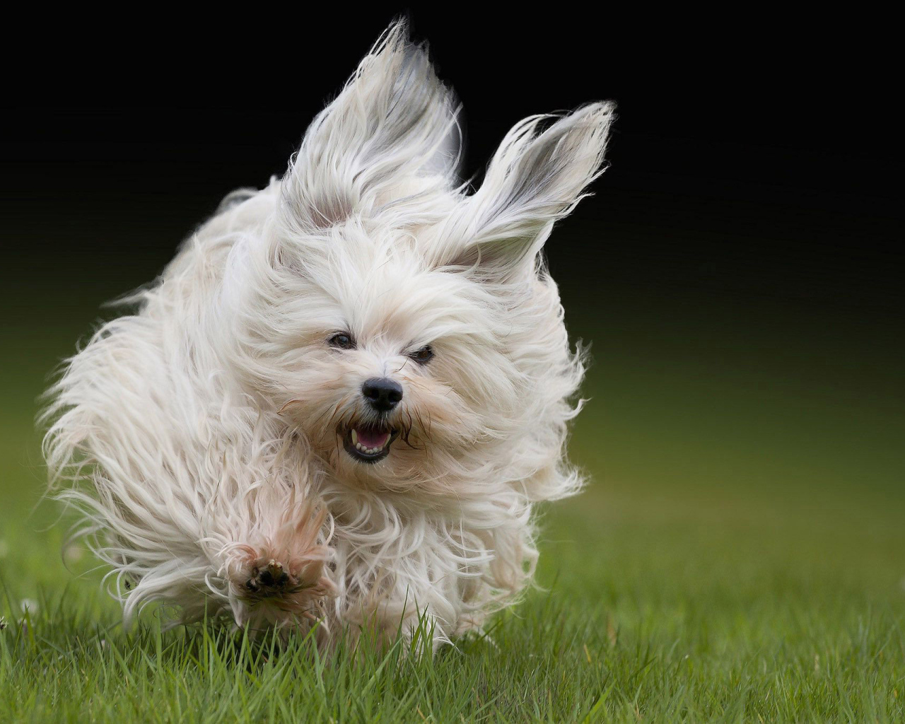 Болонка бежит по траве