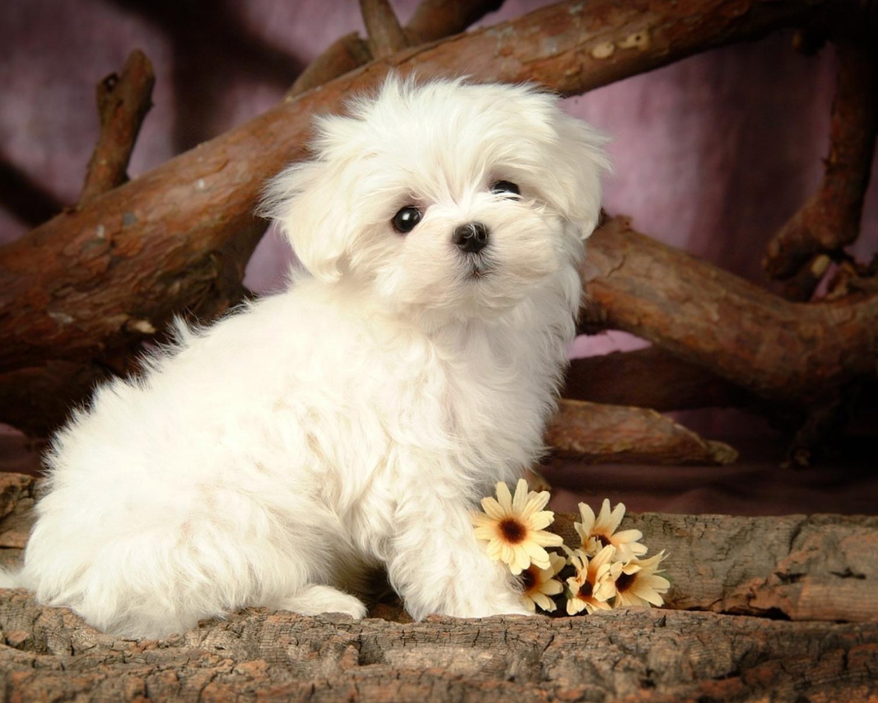 Щенок болонки с цветами