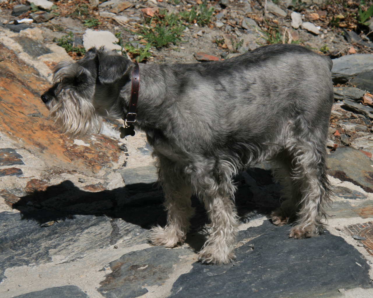 Большой серый шнауцер