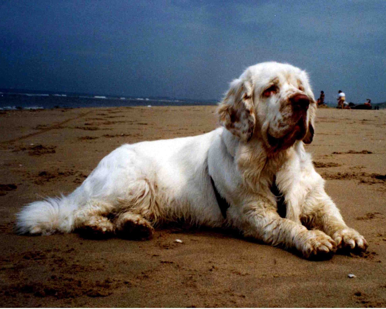 Большой спаниель на пляже