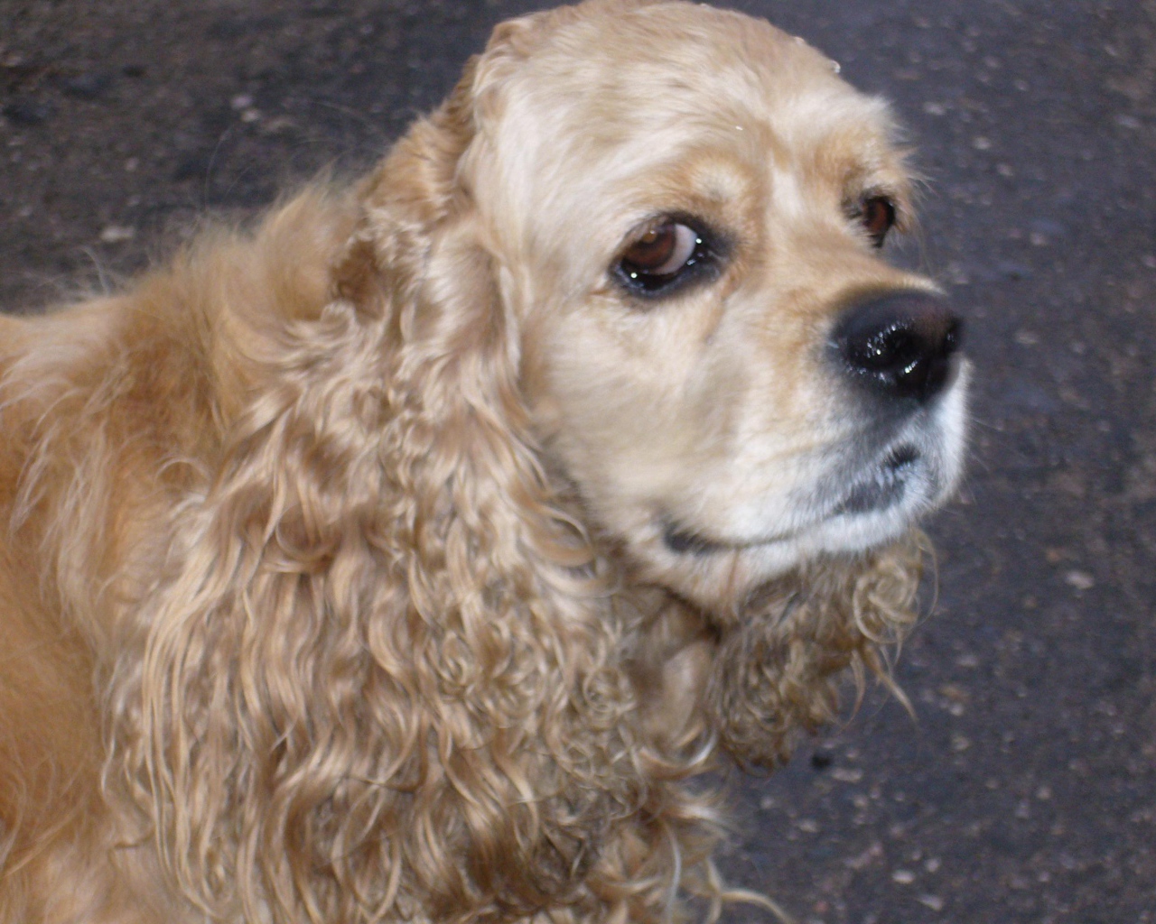 Хитрый взгляд собаки спаниеля