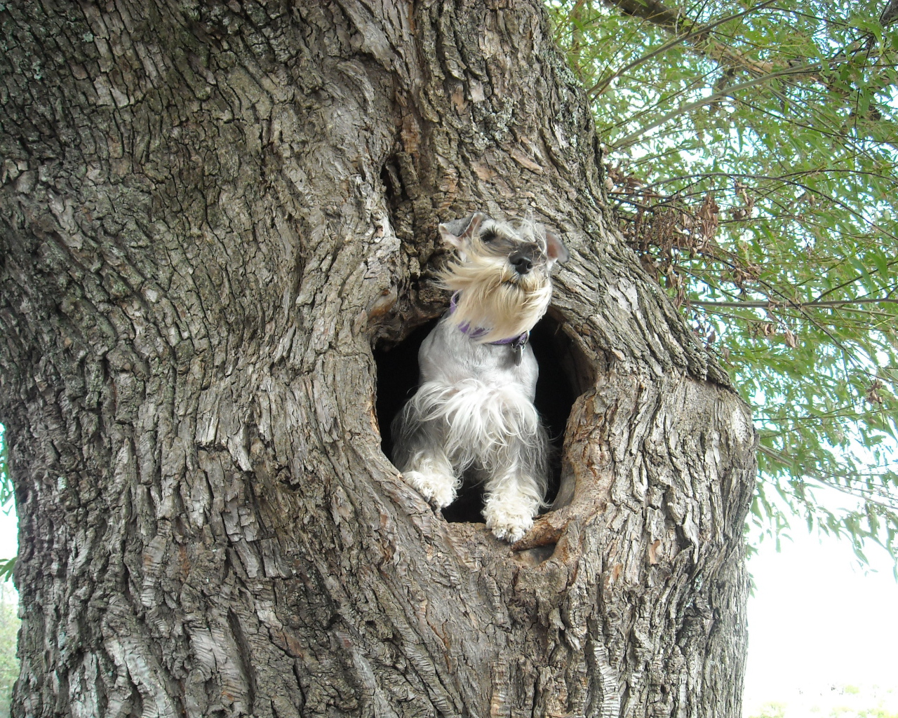 Маленький шнауцер на дереве