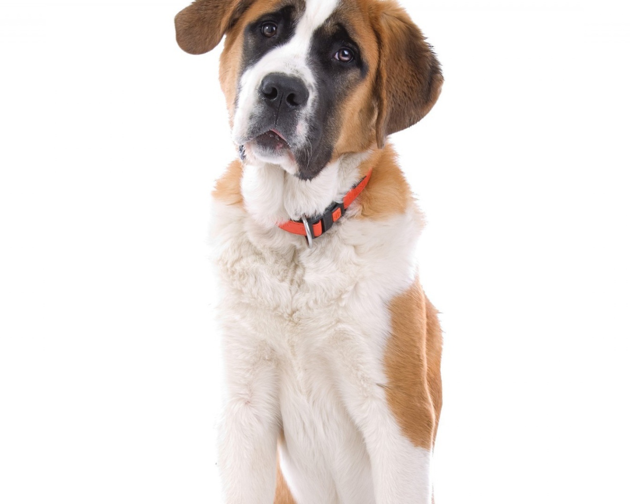 Маленький пес сенбернар