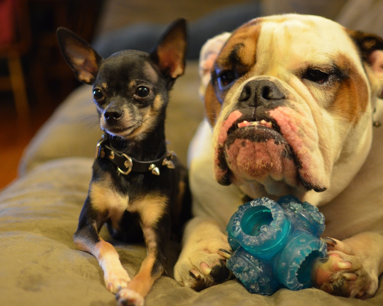 Маленькая чихуахуа с большим псом