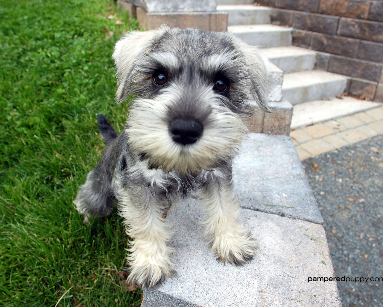 Маленькая собака шнауцер