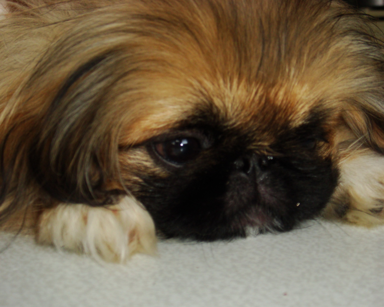 Маленькая девочка пекинес