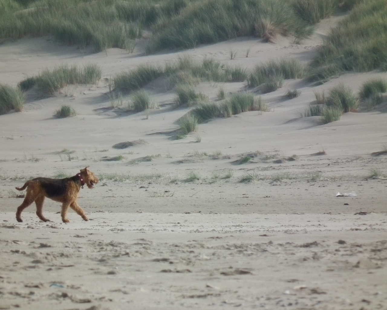 Одинокий эрдельтерьер в пустыне