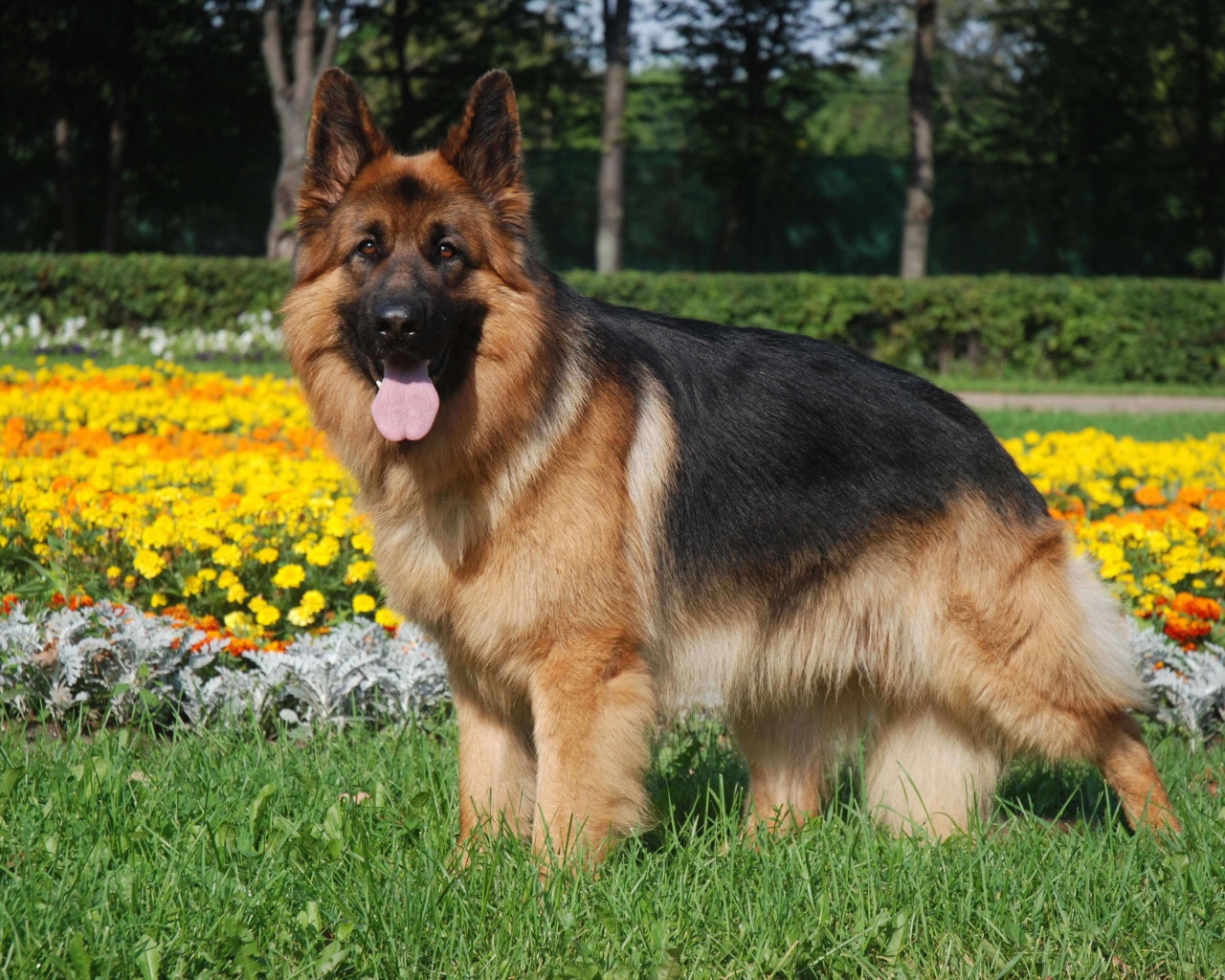 Длинношерстная немецкая овчарка