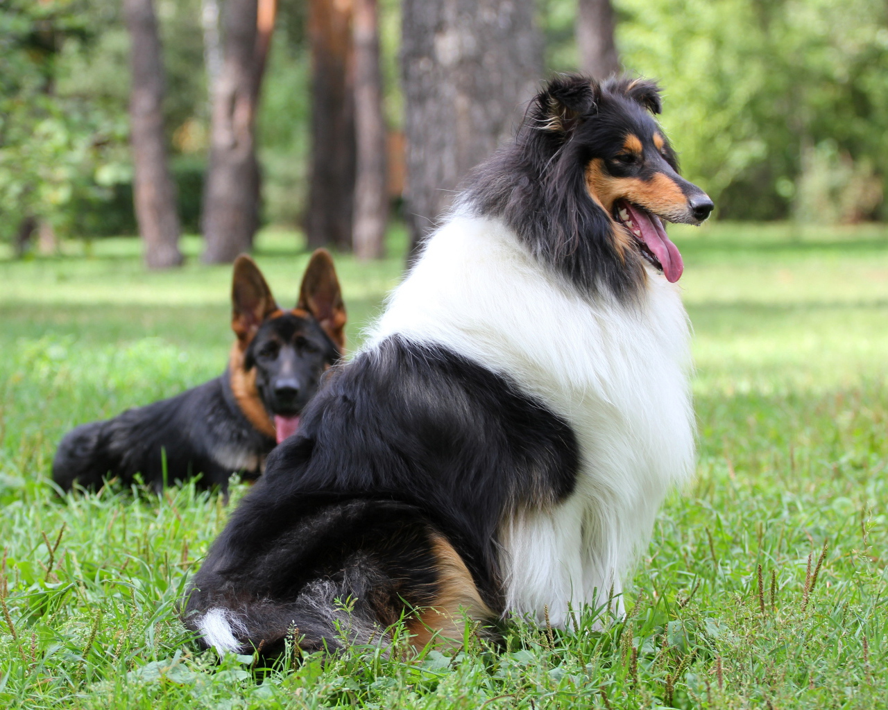 Длинношерстная собака колли